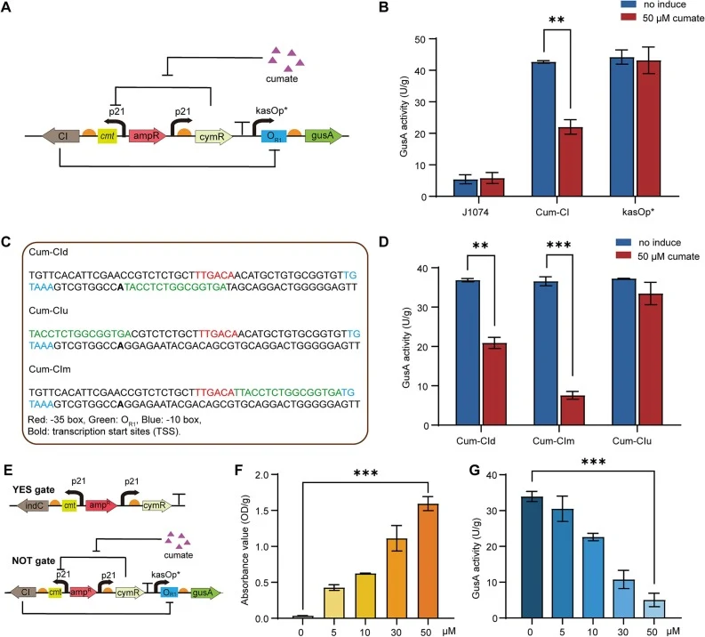 Development and optimization of the inducible dual-logic gate system in S. albus J1074. (A) Schematic illustration of the cumate-inducible Cum-CI NOT logic gate. (B) GusA activities of S. albus strains J1074, Cum-CI-gusA, and kasOp*-gusA cultured in medium with or without cumate. (C) Schematic illus