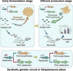 Orchestrating triacylglycerol biosynthesis and hydrolysis vi