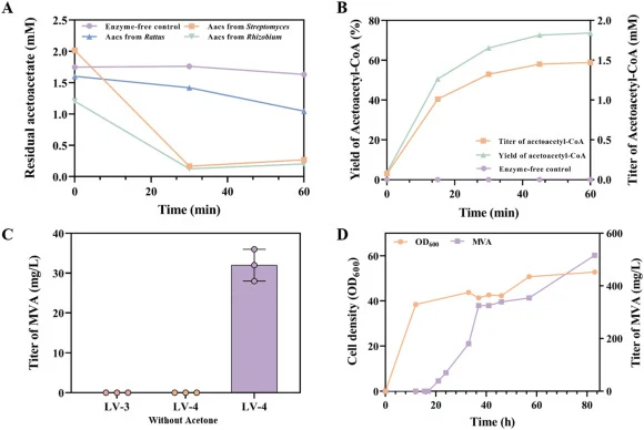Characterization of acetoacetyl-CoA synthetase (Aacs) homologs and construction of the glucose–acetone co-substrate MVA pathway. (A) Time-course profiles of acetoacetic acid consumption catalyzed by Aacs homologs derived from Streptomyces, Rattus, and Rhizobium. (B) Titer and yield of acetoacetyl-Co