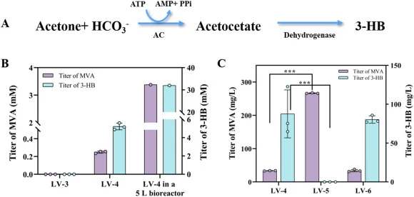 Reduction of 3-HB accumulation and improvement of MVA production by atoS deletion. (A) Metabolic pathway from acetone-derived acetoacetate to 3-HB. (B) Titer of MVA and 3-HB produced by different strains in shake-flask cultures and 5 L bioreactor fermentation. LV-5 is the ΔatoB ΔatoS strain harborin