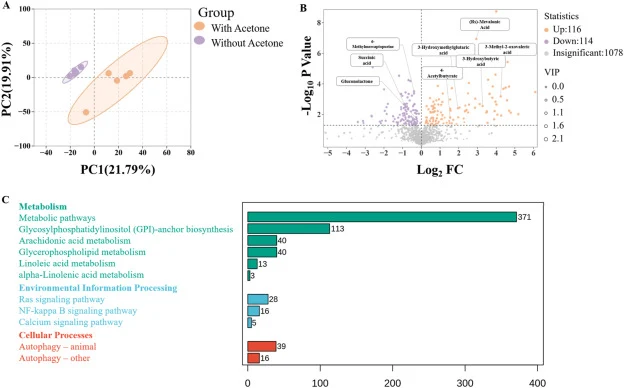 Untargeted metabolomic revealing metabolic differences with or without acetone supplementation. (A) Principal component analysis (PCA) of intracellular metabolomic data. (B) Volcano plot showing differentially accumulated metabolites. (C) KEGG pathway classification and enrichment analysis of signif