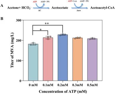 Effects of exogenous ATP supplementation on MVA production by LV-5. (A) Schematic representation of ATP involvement in acetone utilization. (B) Effect of exogenous ATP supplementation on MVA production by LV-5. LV-5 is the ΔatoB ΔatoS strain harboring pCDFDuet-ac-aacs and pACYCDuet-mvas-hmgr, repres