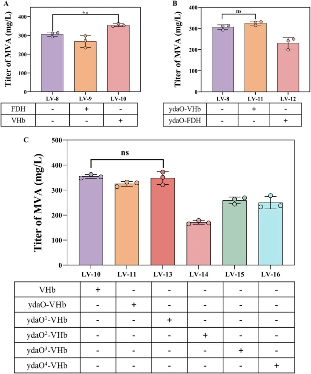 Effects of FDH and VHb expression strategies on MVA production. (A) Effects of static FDH and VHb expression on MVA production. LV-8 is the ΔatoB ΔatoS strain harboring pCDFDuet-ac-aacs and pACYCDuet-mvas-hmgr, and pET28a-ompA-ca. LV-9 and LV-10 were derived from the ΔatoB ΔatoS glucose-acetone co-s