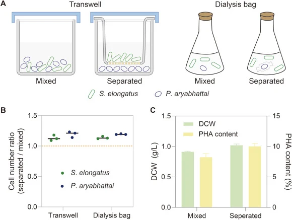 Contact-independent interactions between S. elongatus and P. aryabhattai. (A) Schematic of mixed versus physically separated coculture configurations using transwell systems and dialysis bags. (B) Cell number ratios (separated/mixed) of both partners under each configuration. (C) Effects of physical
