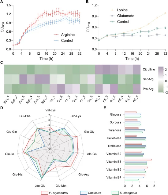 Metabolite exchange interactions between S. elongatus and P. aryabhattai. (A) Growth response of P. aryabhattai to arginine supplementation. (B) Growth response of S. elongatus to lysine and glutamate supplementation. (C) Abundance of arginine-related differential metabolites. (D) Abundance of lysin