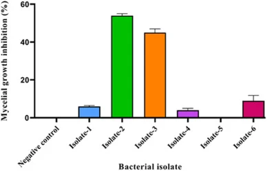 Percentage mycelial growth inhibition of Phytophthora infestans by six bacterial isolates. Isolate-2 showed the highest inhibitory activity (∼54%), followed by Isolate-3 (∼45%), whereas Isolates-1, -4, and -6 exhibited relatively low inhibition, and Isolate-5 showed no detectable inhibition under th