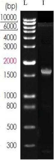 分离株2的分子鉴定。琼脂糖凝胶显示16S rRNA基因约1.5 kb的PCR扩增产物(L:1 kb分子量标准;I:分离株2)。