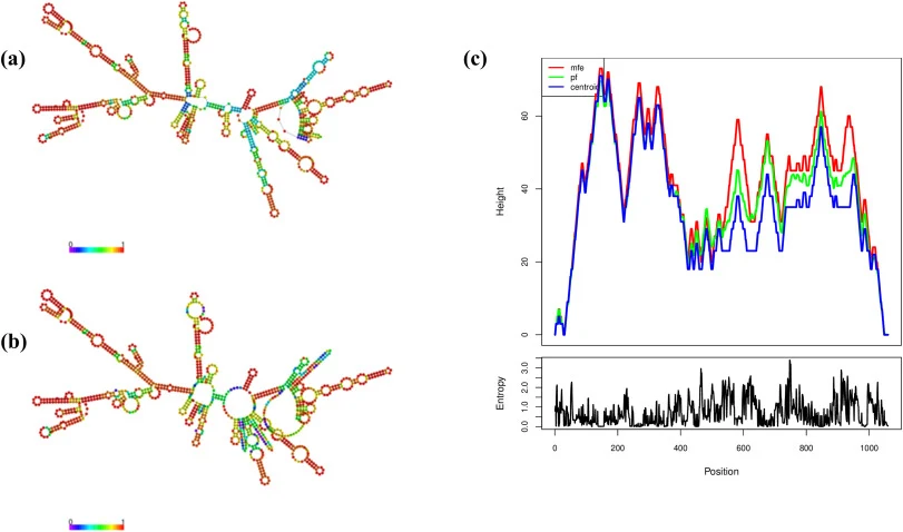 RNA secondary structure prediction of the B. subtilis NJ01 16S rRNA sequence using RNAfold. (a) MFE structure. (b) Centroid structure. (c) Mountain plot comparing MFE, ensemble, and centroid structures with positional entropy.