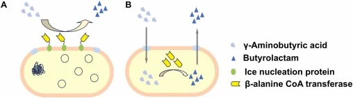 Schematic diagram of the INP surface display system. (A) The enzyme required for the reaction, such as ACT, is displayed on the cell surface via the ice nucleation protein. The substrate GABA can be converted to the product by the enzyme without entering the cell. (B) The substrate GABA must be tran