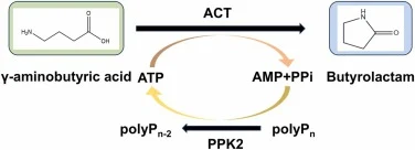 ATP再生途径。PPK2催化多聚磷酸盐(polyP)的末端磷酸基团转移至AMP,从而再生ATP并建立ATP再生系统。