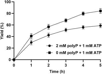 与PPK2偶联的丁内酰胺合成。反应在1 mM ATP存在下,分别加入2 mM polyP或0 mM polyP进行。