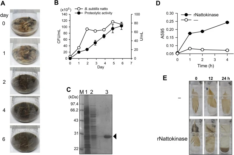 Degradation of whole feathers by B. subtilis natto and recombinant nattokinase. (A) Macroscopic breakdown of intact feathers by B. subtilis natto cultured in sterile tap water. (B) Bacterial growth in feather-containing sterile tap water and corresponding proteolytic activities measured in culture s