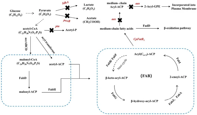The pathway of E. coli cell engineering production rich in MCFAs. Relevant genes are included and are highlighted in red. Proposed genetic modifications are illustrated by a black X symbol, which indicates gene knockout (not enzyme inhibition). Abbreviations: ldhA, gene encoding D-lactate dehydrogen