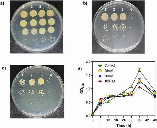 Putrescine tolerance of C. glutamicum PUT Xyl. Spot assay in BHI agar plates (with antibiotics) showing cell viability at (a) 12 h, (b) 24 h and (c) 48 h post-inoculation. After treating with different putrescine concentration - Lane 1: Control (0 mM), Lane 2: 25 mM, Lane 3: 50 mM, Lane 4: 100 mM pu