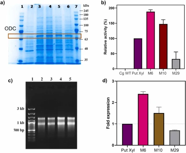 ODC activity and speC gene expression of mutants compared to PUT Xyl: (a) SDS-PAGE analysis of total protein extracts Lane 1: Marker, Lane 2: C. glutamicum (WT), Lane 3: PUT Xyl, Lane 4: M6 and Lane 5: M10, Lane 6: M29 and Lane 7: Marker. The marked box indicates the expressed ODC protein band. (b)