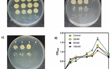 谷氨酸棒杆菌全细胞生物转化鸟氨酸生产腐胺：超耐受突变株与优化