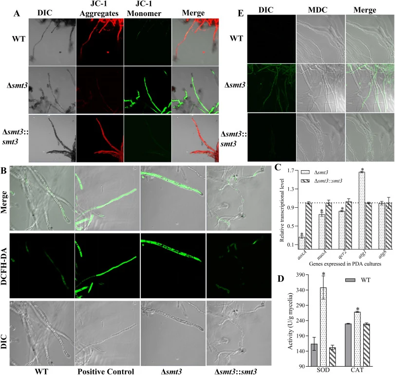 Effects of smt3 deletion on ROS production, mitochondrial membrane potential (MMP), and autophagy. (A) MMP assay. Mycelium was subjected to JC-1 staining and viewed using an fluorescent microscope. (B) ROS production of the tested strains was detected by DCFH-DA staining. (C) The transcript levels o