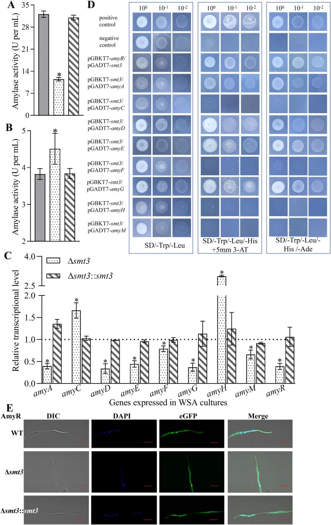 Effects of smt3 deletion on amylase production and the transcript levels and subcellular localization of amylase-associated genes in A. niger. (A) Extracellular amylase production. (B) Intracellular amylase production. (C) Relative transcriptional levels of amylase-associated genes in 1-day WSA cult