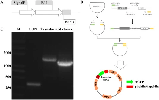 Schematic representation of secretory expression system construction for AMPs in B. subtilis. (A) Coding Sequence design. P: Synthetic piscidin-1 gene with B. subtilis-preferred codons. H: Synthetic hepcidin gene with B. subtilis-preferred codons. (B) Schematic showing the assembly of the final plas
