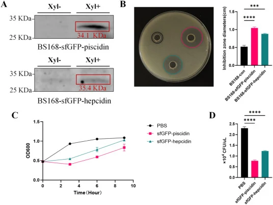 AMPs-expressing engineered strains demonstrated significant antibacterial efficacy in vitro. ANOVA was applied for multiple-group comparisons. Statistical significance was indicated as: ***p < 0.001, ****p < 0.0001. (A) Western blotting analysis for determining the expression of rAMPs. Xyl-: without
