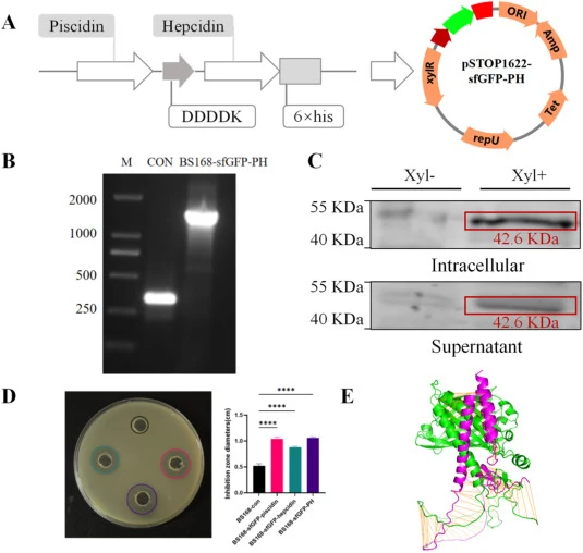 Schematic representation of secretory expression system construction for tandem AMPs in B. subtilis and Expression Characterization. (A) Coding Sequence design and the final plasmid map of BS168-sfGFP-PH. DDDDK: enterokinase site. (B) Transformant verification using PCR. The specific primer pairs, S