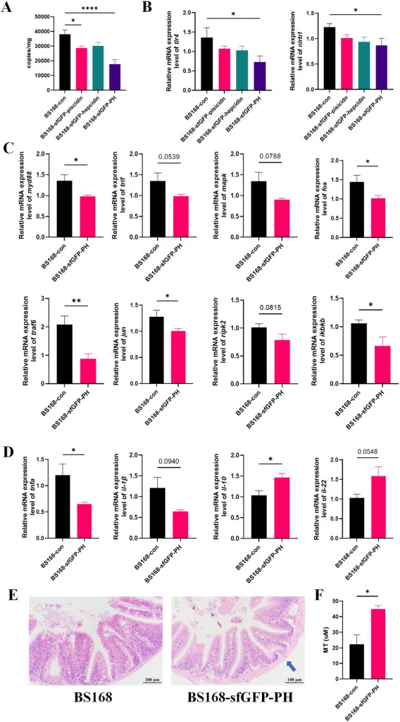 BS168-sfGFP-PH modulated intestinal inflammation and enhances intestine integrity. ANOVA was applied for multiple-group comparisons and t-test was used to evaluate significant differences between two groups. Statistical significance was indicated as: *p < 0.05, **p < 0.01, ***p < 0.001, ****p < 0.00