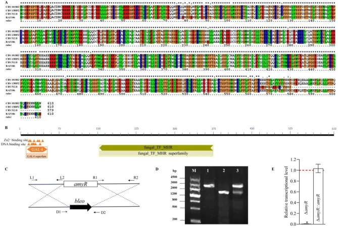 Bioinformatics characteristics of AmyR and the identification of ΔamyR and ΔamyR::amyR in A. niger. (A) Alignment of AmyR sequences from A. niger RAF106 and three additional A. niger strains. (B) The conserved domain of AmyR. (C) Diagram for the disruption of amyR. L1/L2, R1/R2, and D1/D2: paired pr