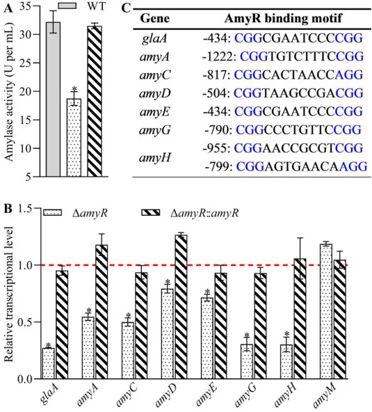 Effects of amyR deletion on amylolytic enzyme production and the transcription of α-amylase genes in A. niger. (A) Amylolytic activity. (B) Relative transcriptional levels of amylase genes in 1-day WSA cultures at 30 °C. The red dashed line indicates the relative transcriptional levels of tested gen