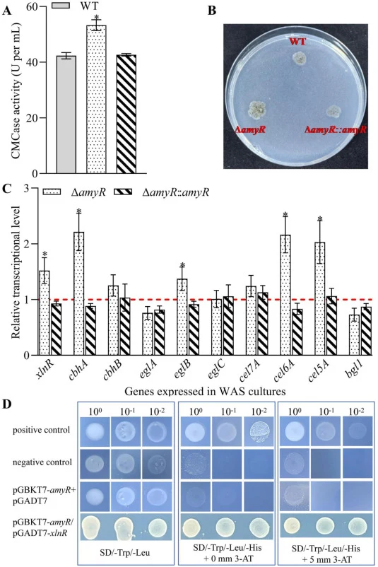 Effects of amyR deletion on CMCase production and the transcription of cellulase genes in A. niger. (A) CMCase actvity. (B) The image of fungal colony grown on cellulose media. (C) Relative transcriptional levels of cellulase genes in 1-day WSA cultures at 30 °C. The red dashed line indicates the re