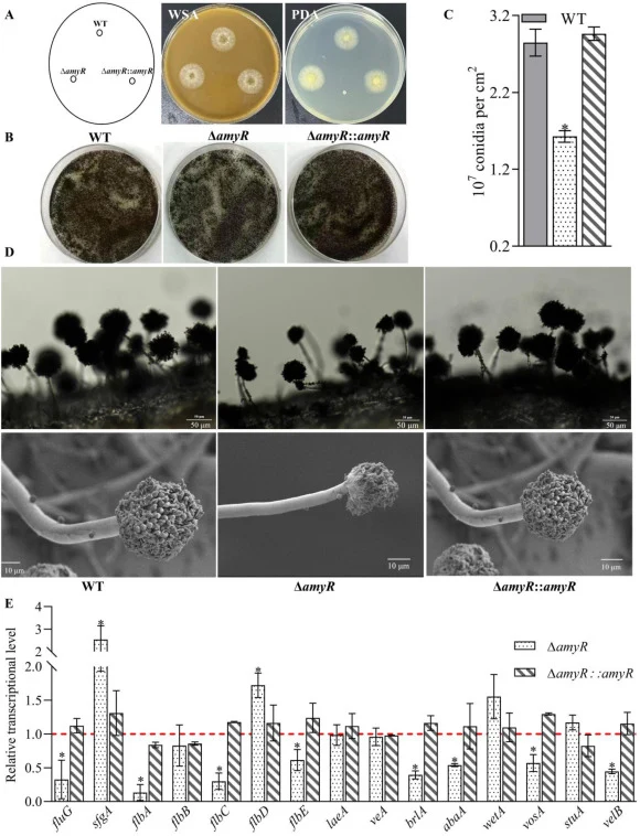 Effects of amyR deletion on asexual development in A. niger. (A) Images of colonies after a 3-day incubation on PDA and WSA at 30 °C. (B-C) Images (B) and quantitative analysis (C) of conidial production after a 5-day incubation on PDA plates at 30 °C, respectively. (D) Images of formed conidiophore
