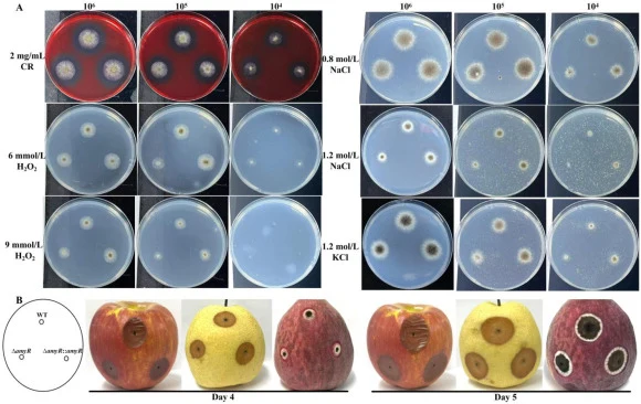 Effects of amyR deletion on cellular tolerance to chemical stresses and fruit decay capacity. (A) Fungal colonies on PDA and PDA supplemented with KCl (1.2 mol/L), NaCl (0.8 and 1.2 mol/L), Congo red (2 mg/mL), or H2O2 (6 and 9 mmol/L) after a 3-day incubation at 30 °C, when the inoculum varied from