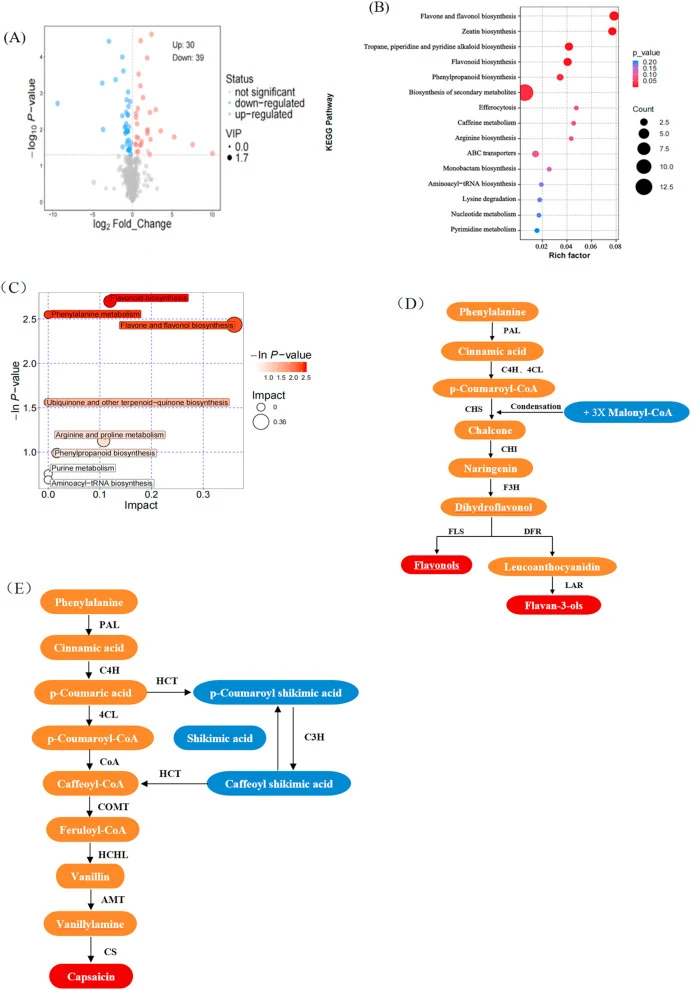 (A) Volcano plot of differential metabolites between BF and CK. (B) KEGG enrichment analysis of differential metabolites. (C) key enriched KEGG pathways. (D) phenylpropanoid biosynthesis pathway. E. and capsaicin biosynthesis pathway.