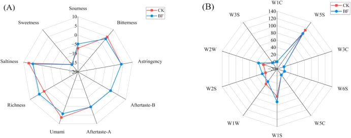 (A) Radar plot of electronic tongue analysis. (B) radar plot of electronic nose analysis. In the legend, BF denotes Zao chili samples fermented with Bacillus subtilis inoculation, and CK denotes Zao chili samples fermented under natural conditions. ( Note: The term “richness” in (A) denotes umami af
