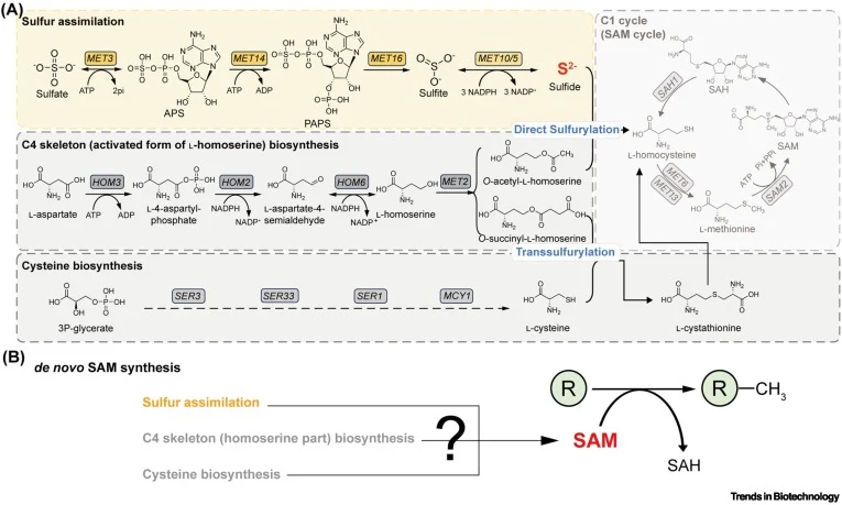 Identification of the bottleneck in SAM biosynthesis. (A) SAM biosynthetic pathways. The pathway surrounded by the yellow rectangle represents sulfur assimilation. The pathway surrounded by a gray rectangle in the upper left is l-aspartate-derived C4 skeleton (activated form of l-homoserine) biosynt