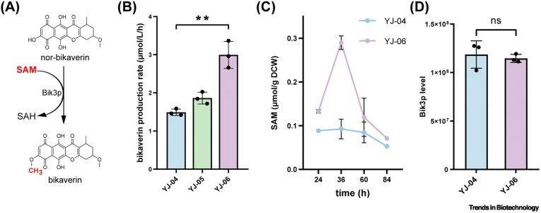 The SAM content is related to the methylation rate of nor-bikaverin. (A) Methylation of nor-bikaverin via the O-methyltransferase (OMT) Bik3p converts it to bikaverin. (B) Bikaverin production rates of strains YJ-04, YJ-05, and YJ-06, which were generated by the bikaverin biosynthetic pathway, in th