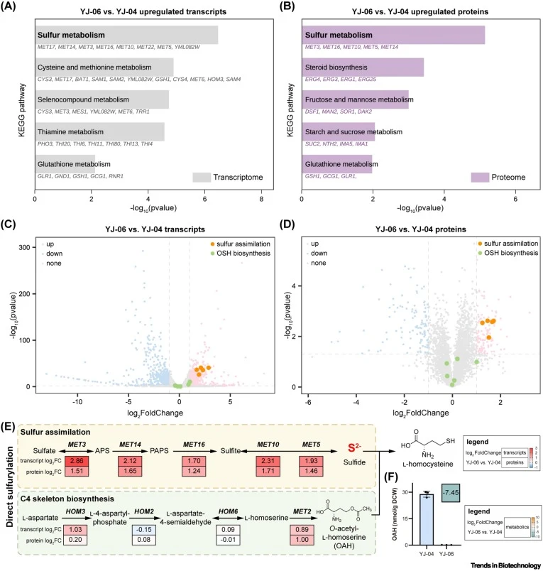 Transcriptomic and proteomic analyses indicate the importance of sulfur assimilation for SAM availability. (A,B) KEGG enrichment results for the upregulated transcripts (A) and proteins (B) of YJ-06 versus YJ-04. (C,D) Volcano plots of YJ-06 versus YJ-04 for the transcriptome (C) and proteome (D). R