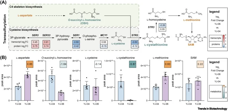 Expression and metabolic analysis of the transsulfurylation pathway in the S. cerevisiae strains YJ-04 and YJ-06. (A) Schematic of the transsulfurylation pathway. Metabolites upregulated in YJ-06 versus YJ-04 are highlighted in yellow, and those downregulated in YJ-06 are highlighted in green. The g