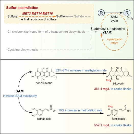 Sulfur assimilation determines S-adenosyl-l-methionine flux