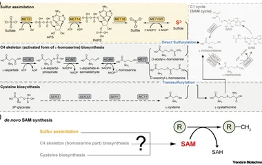 硫同化途径决定SAM通量
