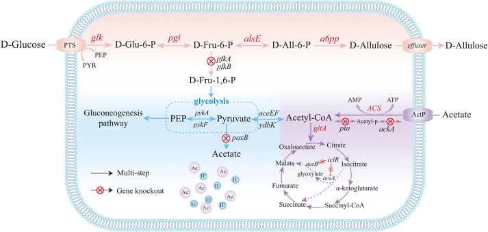 Overall scheme and pathway design for D-allulose production via simultaneous utilization of D-glucose and acetate in engineered E. coli. Genes labeled in red indicate overexpression. Abbreviations: D-Glu-6-P, D-Fru-6-P, D-Fru-1,6-P, D-All-6-P, PEP represent D-Glucose-6-P, D-Fructose-6-P, D-Fructose-