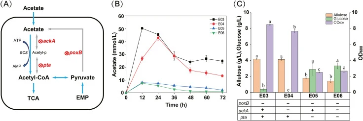 Acetate metabolism engineering and its effects on D-allulose biosynthesis in recombinant strains. Acetate metabolic pathway in E. coli, with red marked genes indicating deletions (A), acetate accumulation in strains with reconstructed acetate metabolism (B), and fermentation results of recombinant s