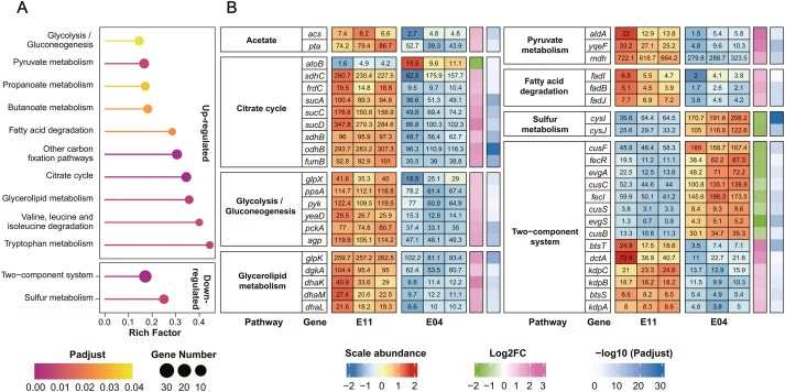 Transcriptome analysis of E11 strain under acetate stress. Transcriptome analysis of E11 strain under 140 mmol/L acetate condition with E04 strain as the control, including KEGG enrichment analysis of partial acetate regulated biological functions (A) and expression levels (TPM) of partial different