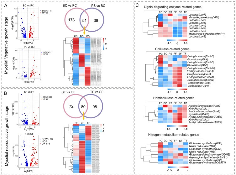 DEG and enzyme activity analysis of carbon metabolism at different growth stages. (A) DEG distribution of the carbohydrate enzyme-encoding genes at the mycelial vegetative growth stage. Venn diagrams comparing shared DEGs during different growth stages. A heatmap of the overlapping genes in the Venn