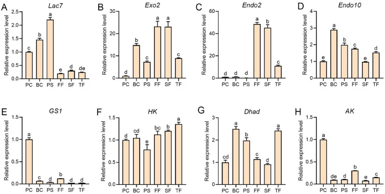 Validation of the gene expression levels of related enzymes. (A) Differentially expressed lignin-degrading enzyme-encoding genes at different growth stages. (B), (C), and (D) Three differentially expressed cellulase-degrading enzyme-encoding genes at different growth stages. (E) Differentially expre