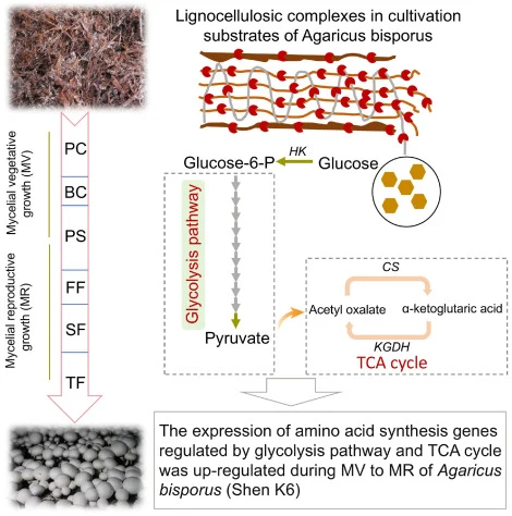 Molecular model of carbon metabolism affecting amino acid biosynthesis in A. bisporus.