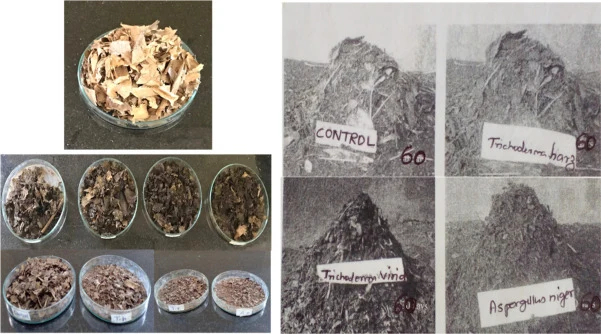 不同真菌孢子悬浮液对植物基纤维素废弃物的生物降解：培养皿中含对照(a)，以及户外小堆中含对照(b)。