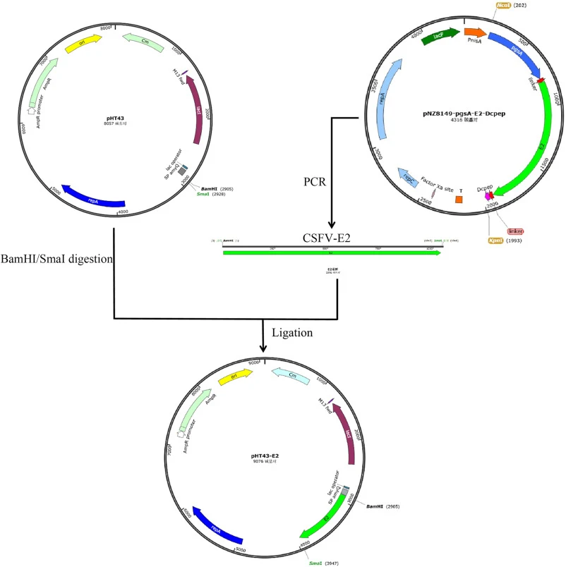 Construction of the recombinant plasmid pHT43-E2. PCR amplification of the E2 gene fragment from the pUC57-pgsA-E2-Dcpep plasmid. The pHT43 plasmid was digested with the restriction enzymes BamHI and SmaI. Using homologous recombination enzymes, E2 was ligated to the linearized vector pHT43 to obtai