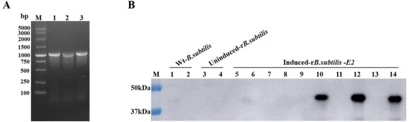 Identification of recombinant plasmids and protein expression. (A) PCR identification of the recombinant plasmid pHT43-E2. Lanes 1–3: pHT43-E2; Lane 4: pHT43 empty vector; Lane M: DL5000 marker. (B) E2 protein expression of recombinant B. subtilis. Control B. subtilis WB800N: Lane 1, lysate sediment