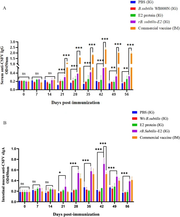 Specific antibody levels. IgG levels in serum and sIgA antibody levels in intestinal mucus of mice after oral immunization with rB. subtilis-E2. (A) Serum IgG antibody levels. (B) Levels of sIgA antibodies in intestinal mucus. Data were analyzed using the t-test and are expressed as the mean ± SD fo