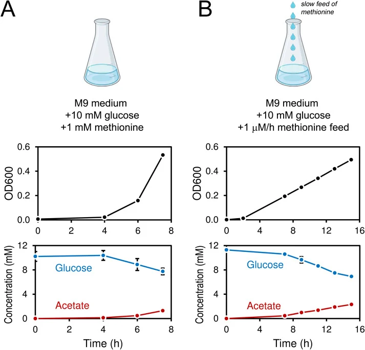 Growth characterization of E. coli ΔmetA strain under methionine excess (A), and methionine limited (B) growth conditions. Cell growth (OD600), glucose consumption, and acetate production were monitored in parallel labeling experiments with [1,2-13C]glucose and [1,6-13C]glucose as tracers (mean ± st